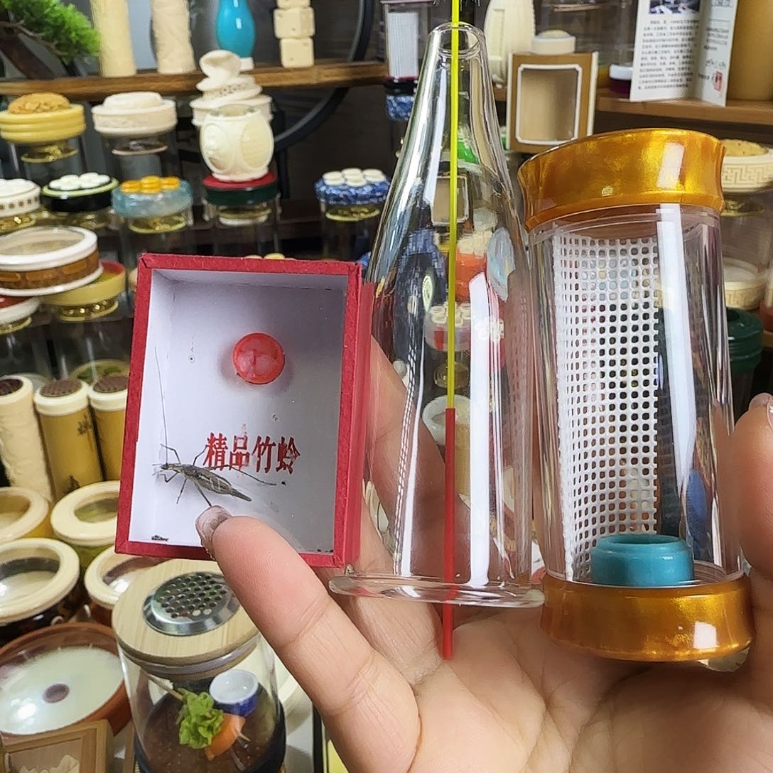 用***看金色竹蛉筒➕紫竹啊啊啊啊啊啊