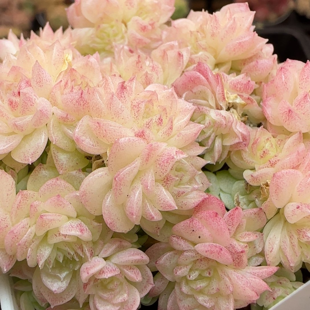 花语逸镜0313-269散