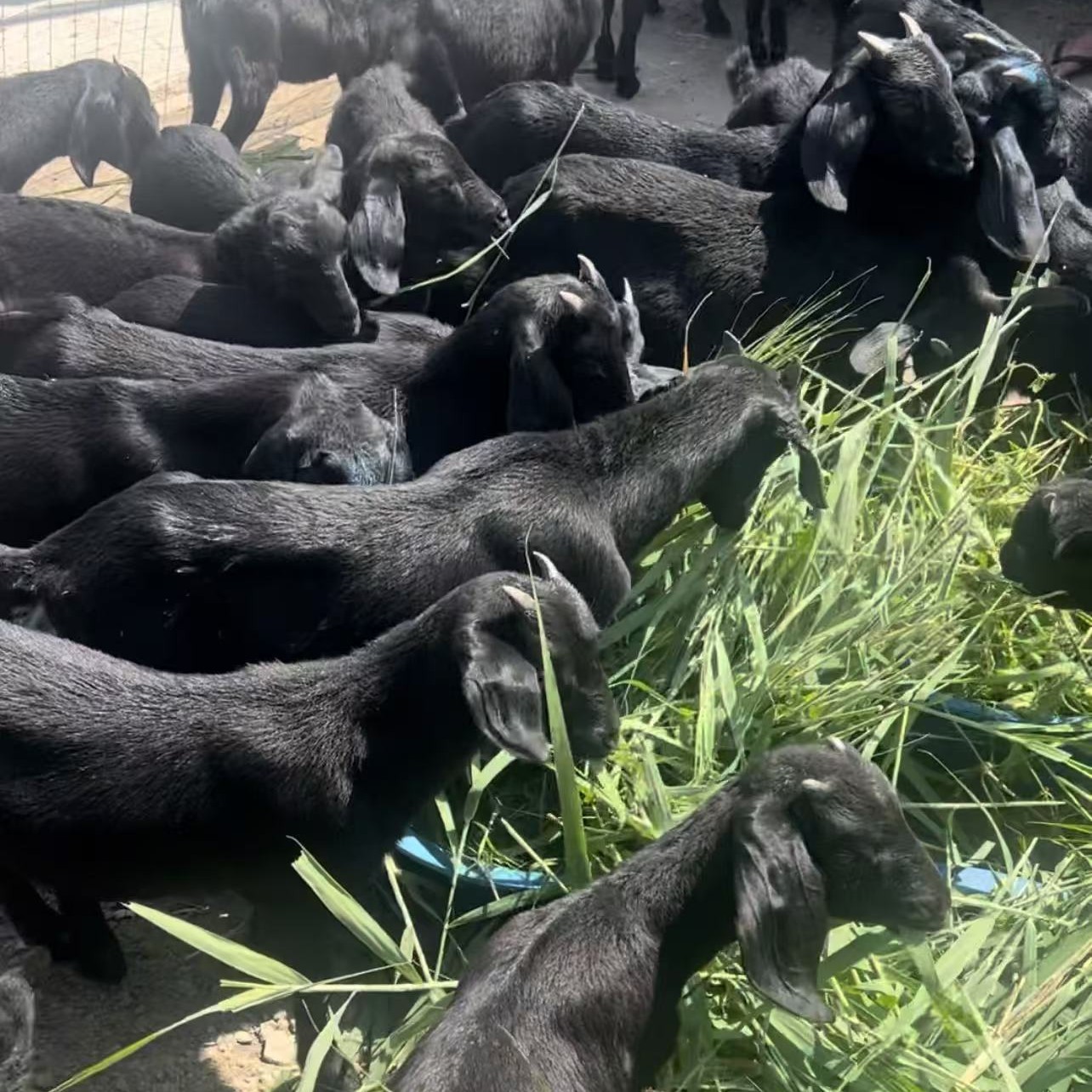 努比亚黑山羊苗  养殖食槽1