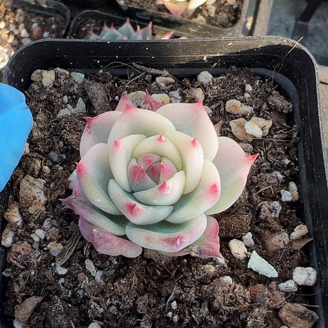 吉娃娃锦半覆轮锦