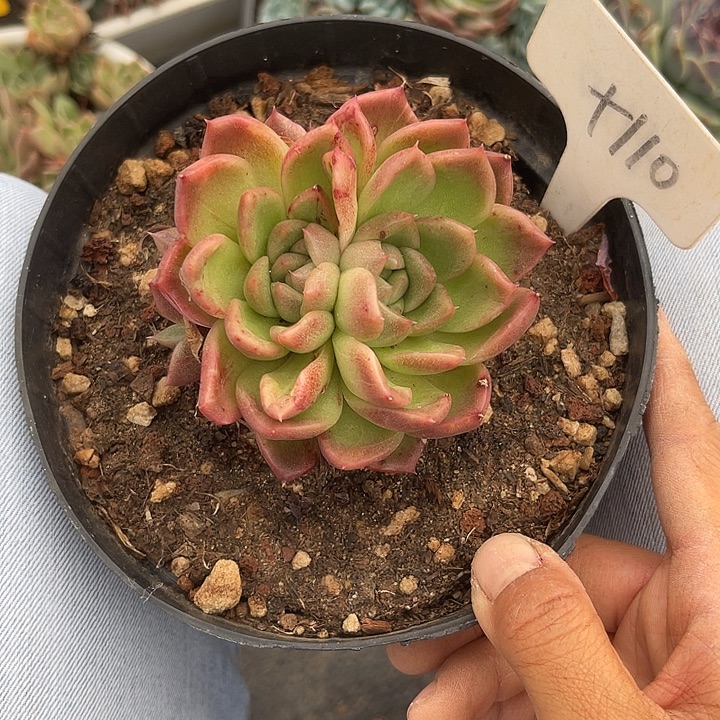 晨语多肉一物一拍110杂交