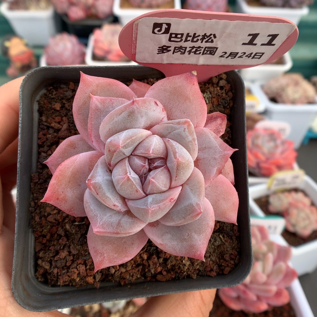11母本级粉钻多肉植物