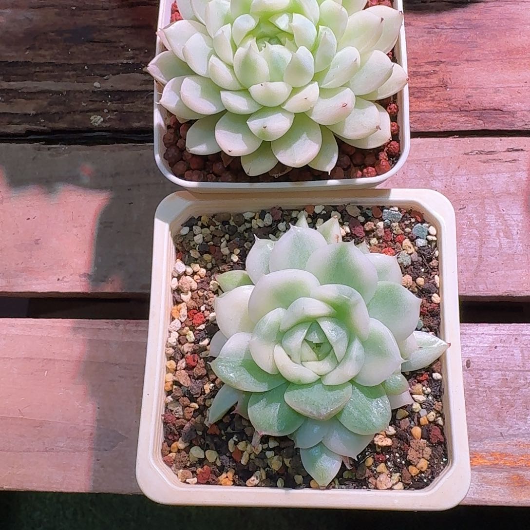 小***柒两颗多肉多肉多肉多肉多肉