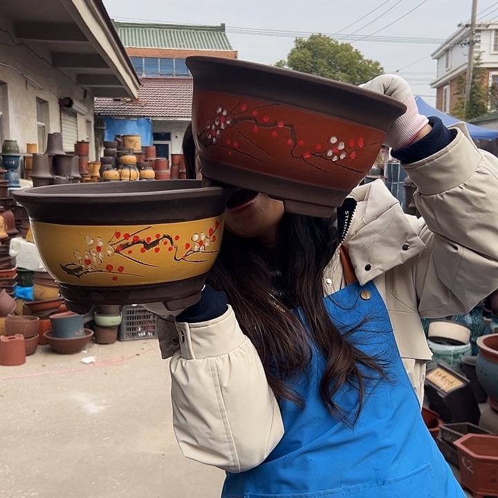 黄富贵点菜大和红富贵点菜大花盆花盆