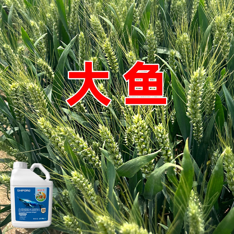 大鱼【加强型】全新升级金装版大鱼酶解多肽鱼蛋白