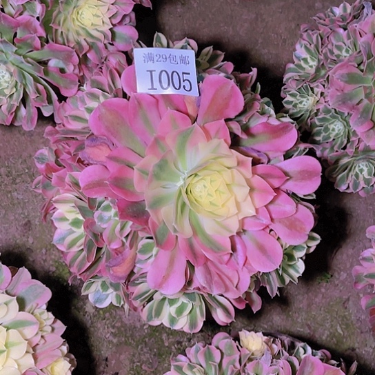 1085白凤多肉植物