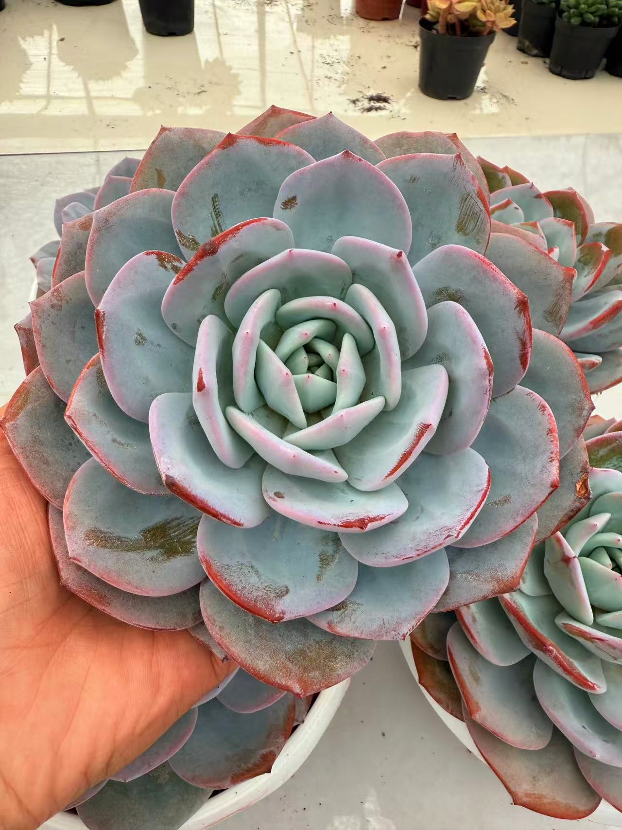 大大单头奶茶 多肉植物两单包邮