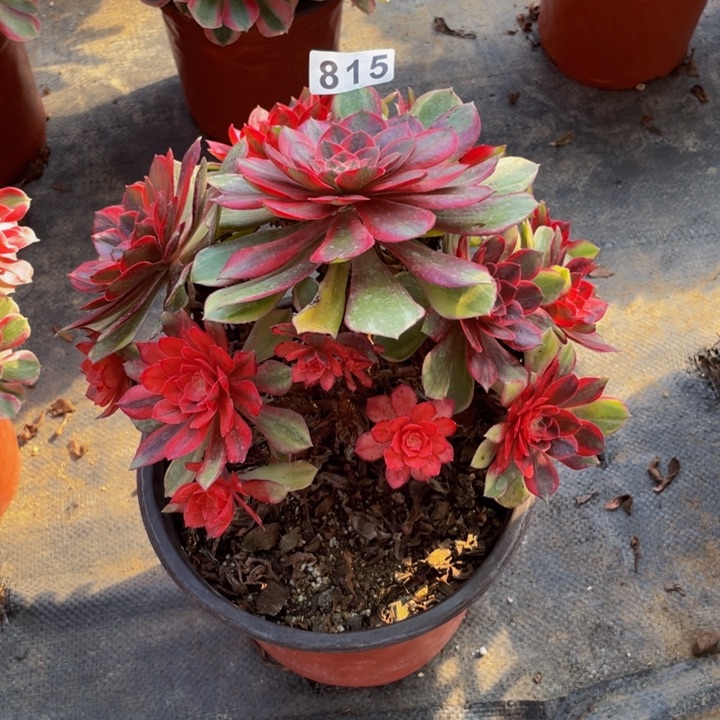 815老庄多肉法师黑墨镜