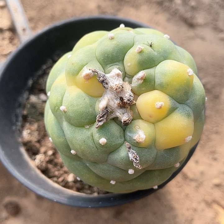 苗接仙人球锦开花