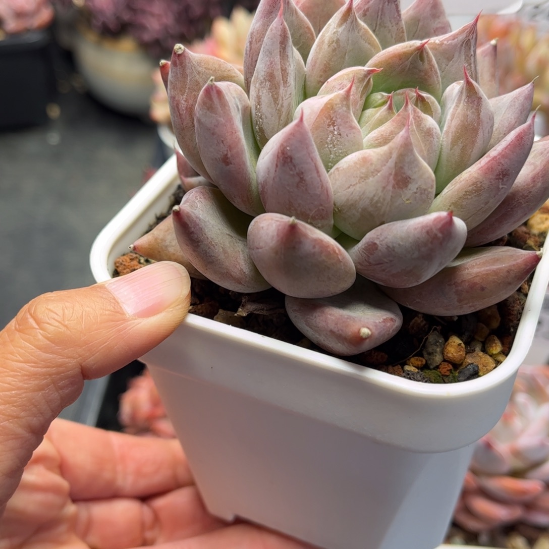 *****1193 天冷必拍保温箱