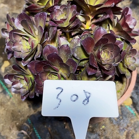 多肉植物梅金法师