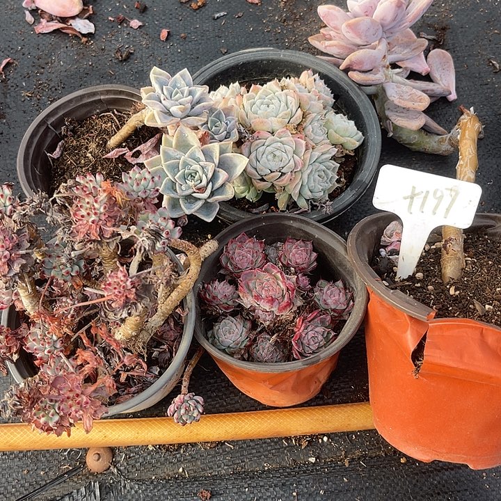 两单包邮，一物一拍，散197