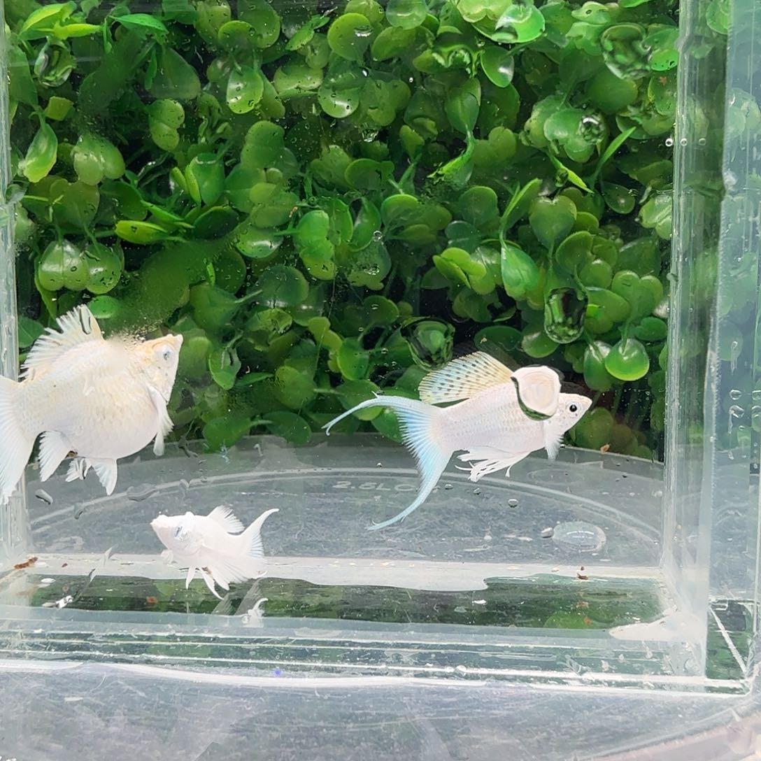 海水鱼瓷白玛骊球3条