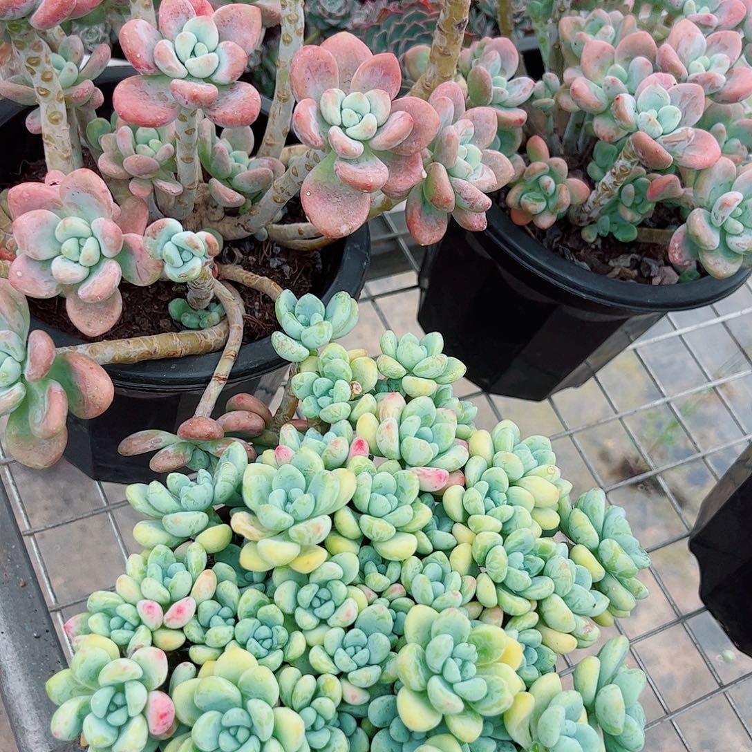 红洛神➕香香劳尔 各一盆