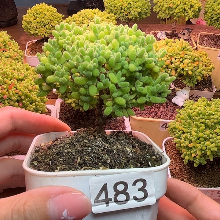 无花朵483蜜桔糖球