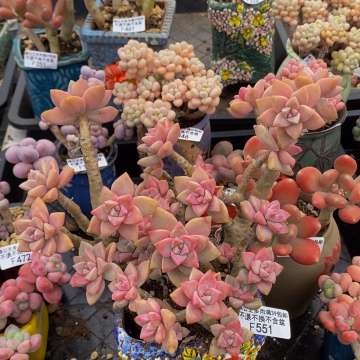 淡雪老桩不包整有砍15cm551多肉植物