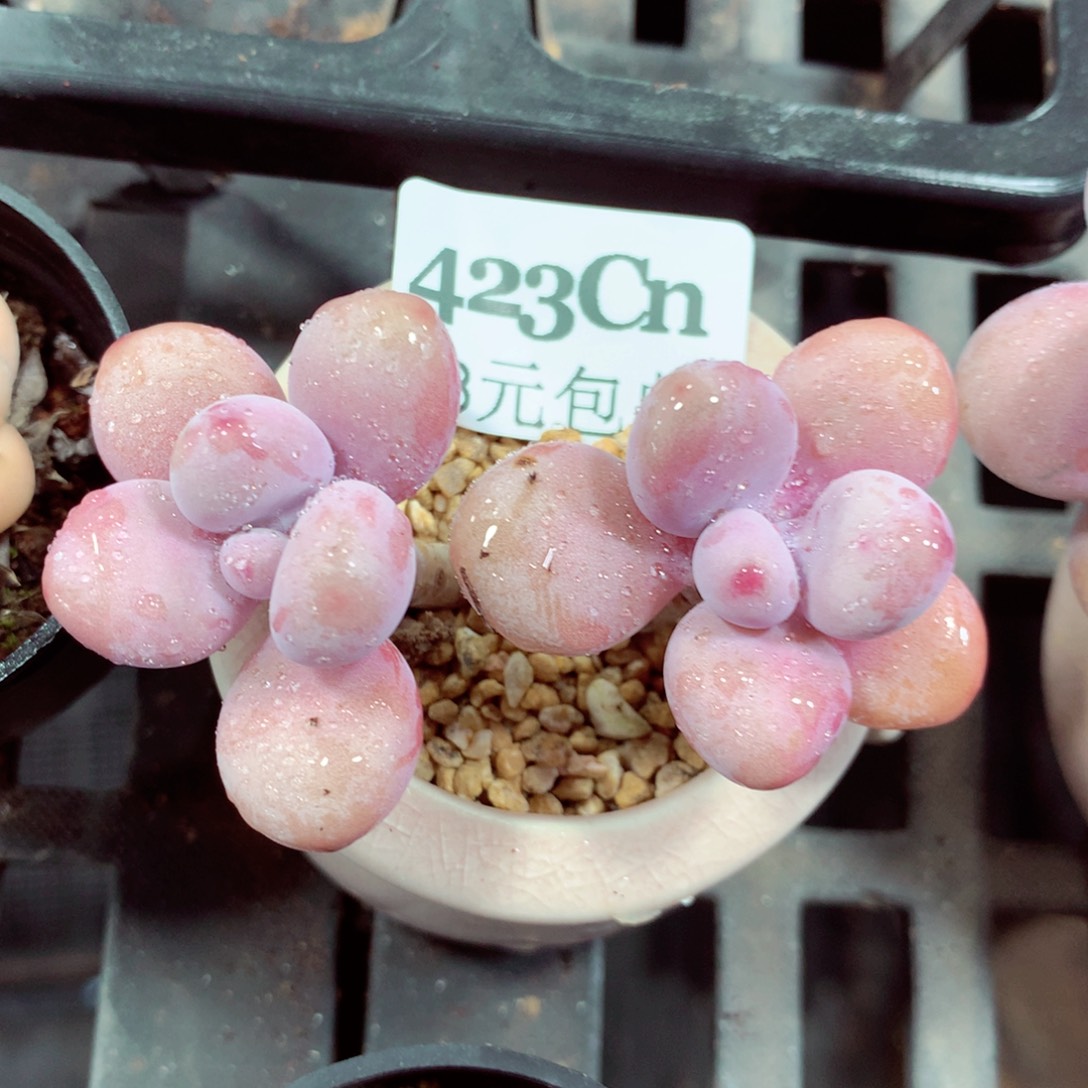 5厘米盆精控多肉423