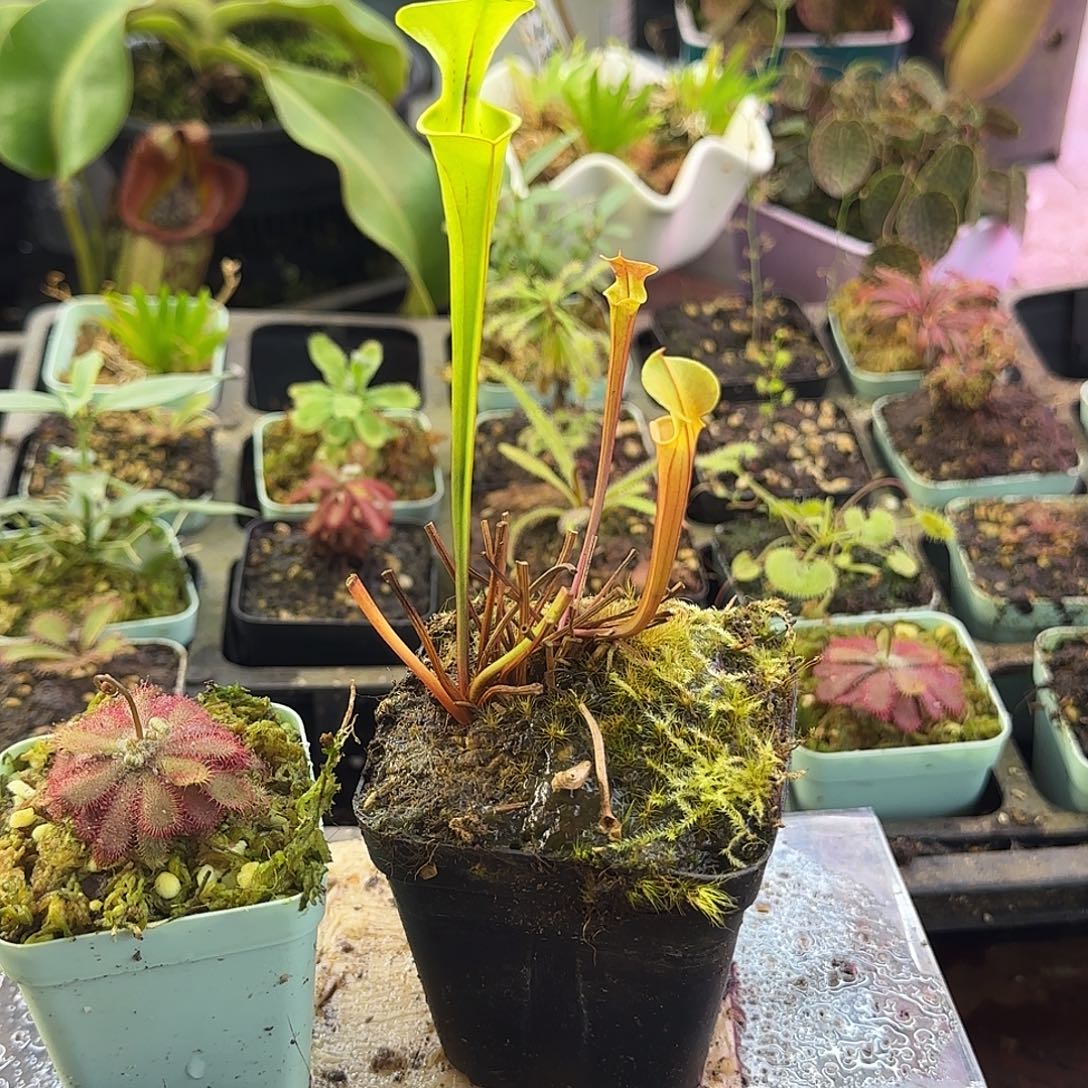 完全开放华丽黄瓶SF5