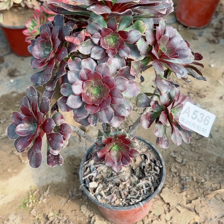 536圆叶多肉植物