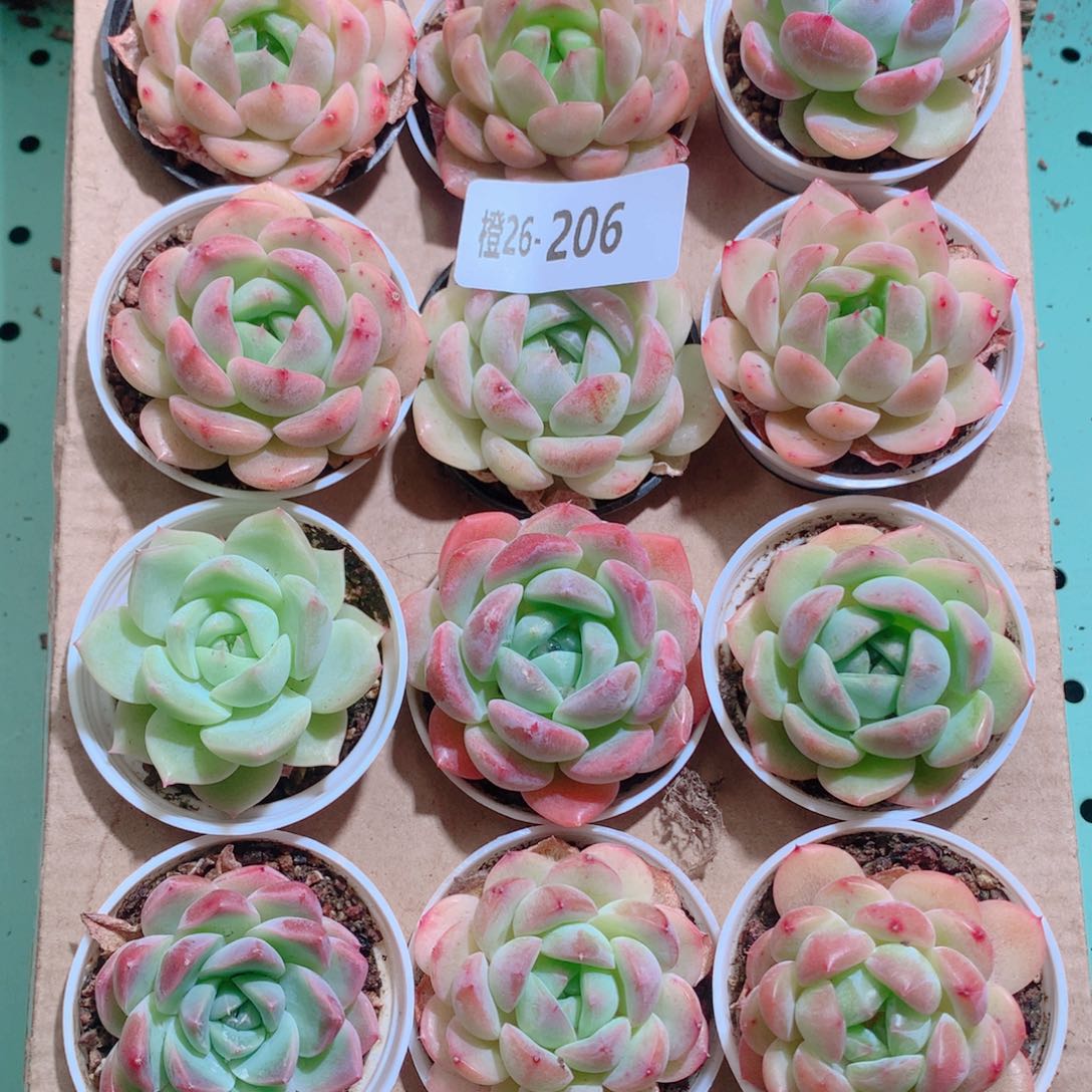 26-206一物一拍带盆18颗