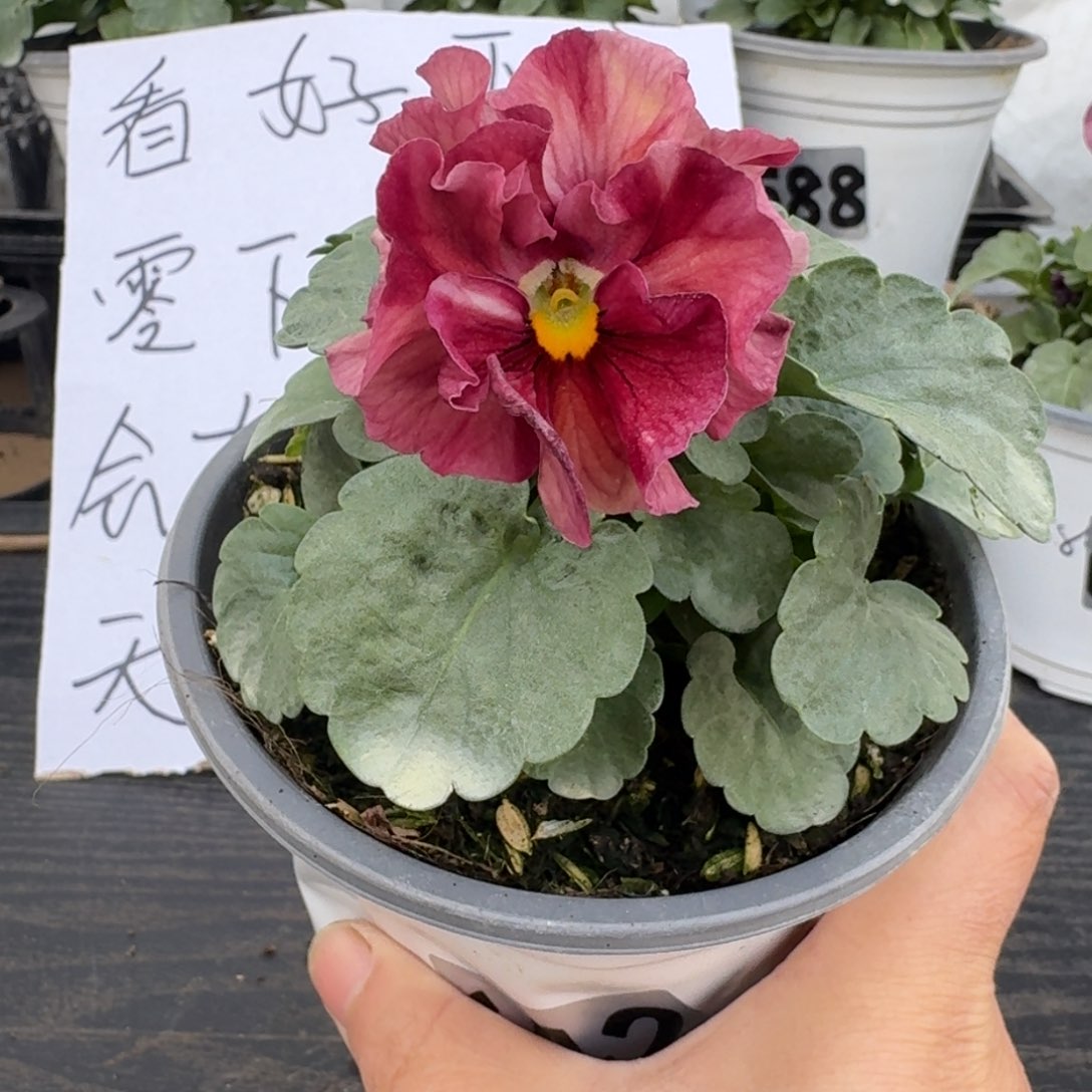 全部花朵642号玛丽林