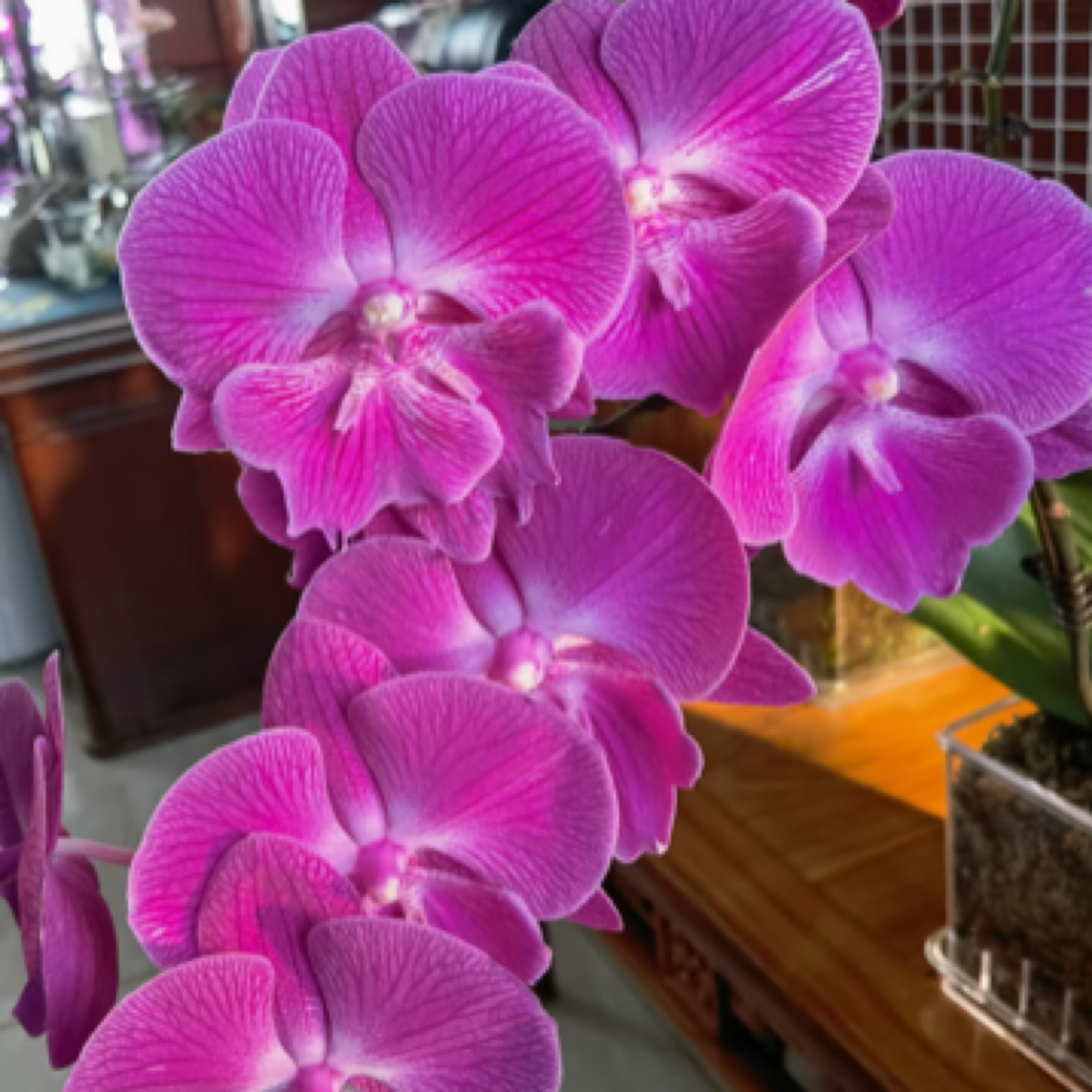 蝴蝶兰（俏皮）年宵花抽梗苗 玫红色大舌头活泼热情大花 新疆基地