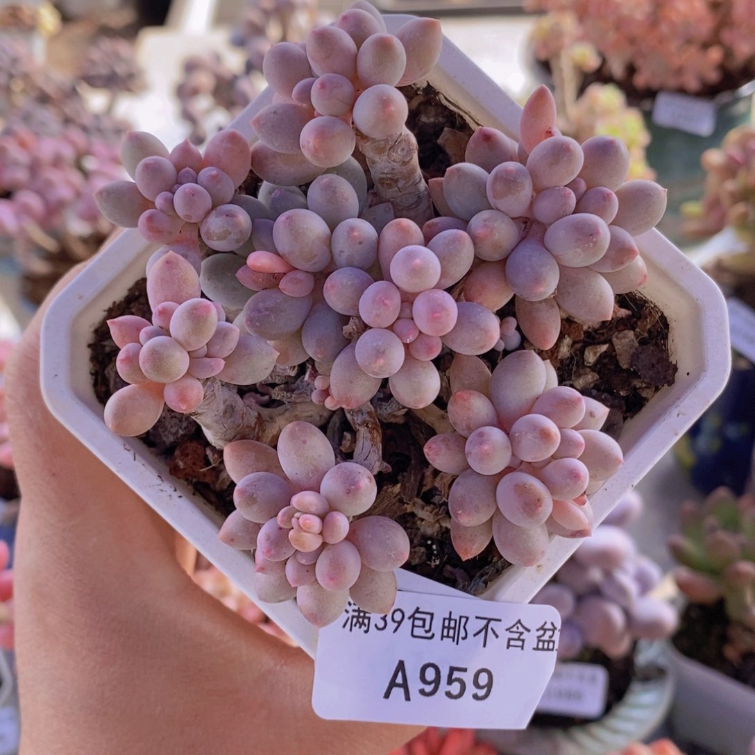 婴儿手指老桩9cm959多肉植物