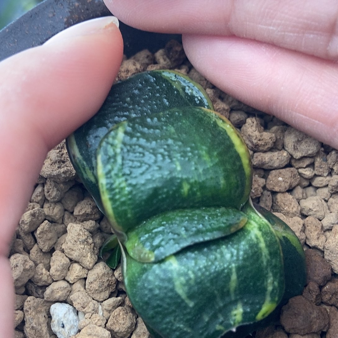 76军配卧牛转实生锦带盆发货