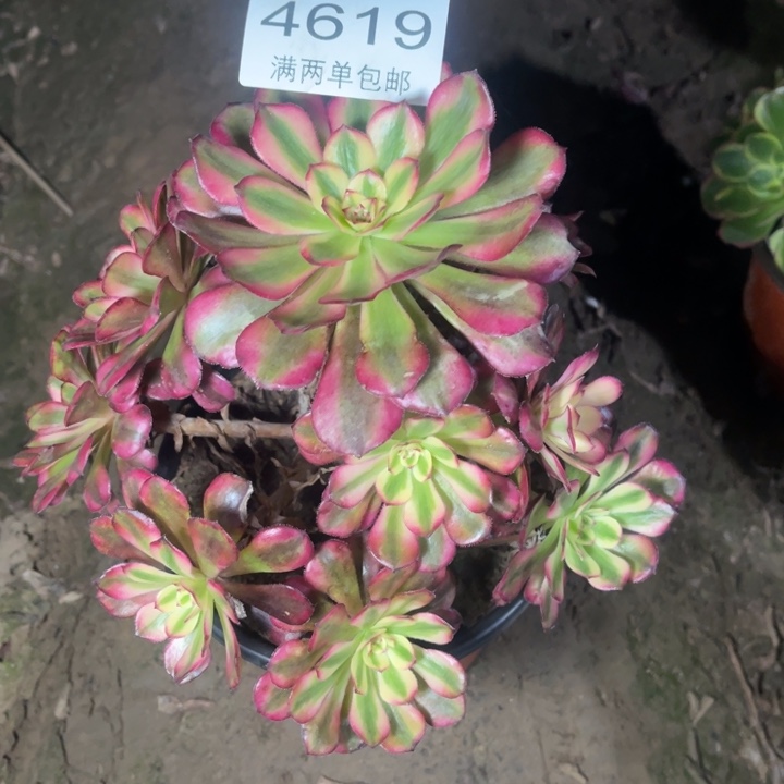 4619月蝉的多肉的多