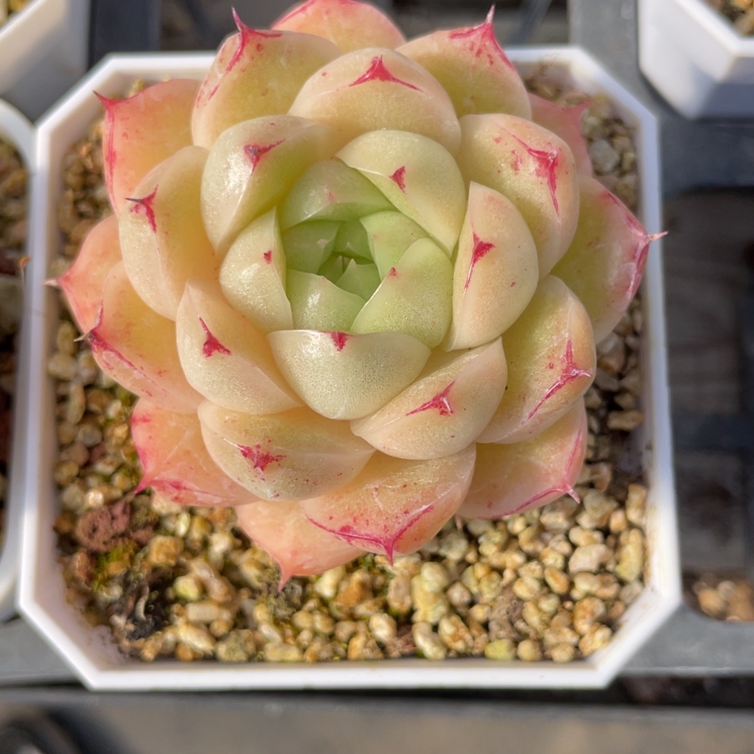 S优选麦杆多肉福利732