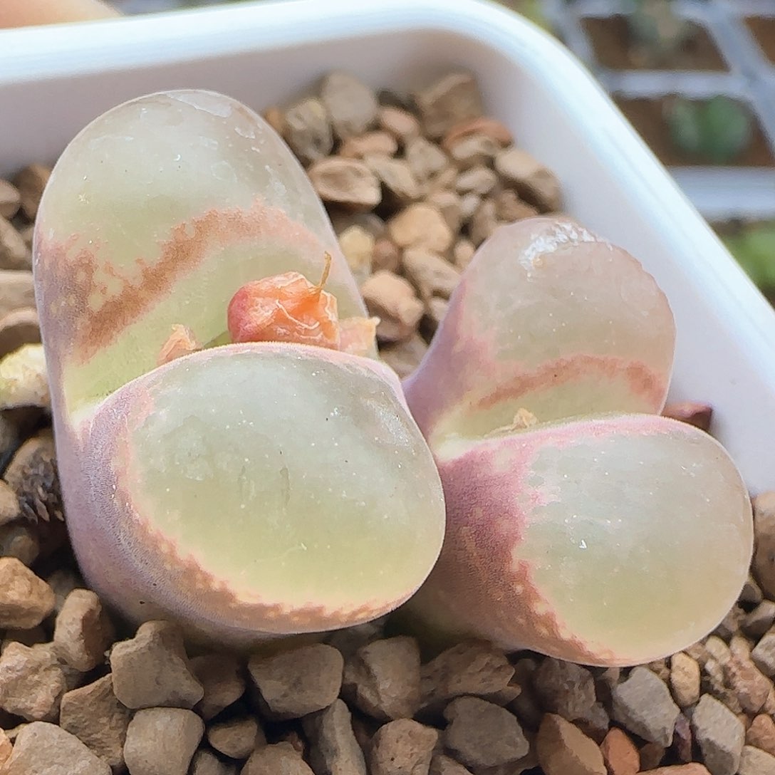 脱土年后发货24270