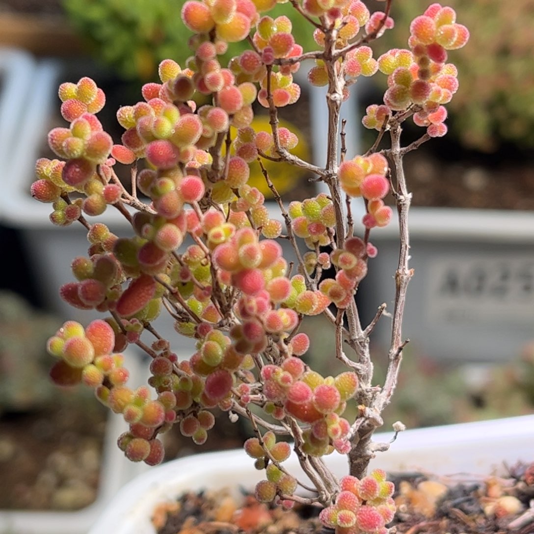 A029昕宝枝干番杏