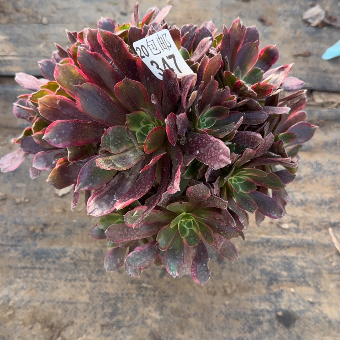 赤霞飞347满20包邮断枝不包