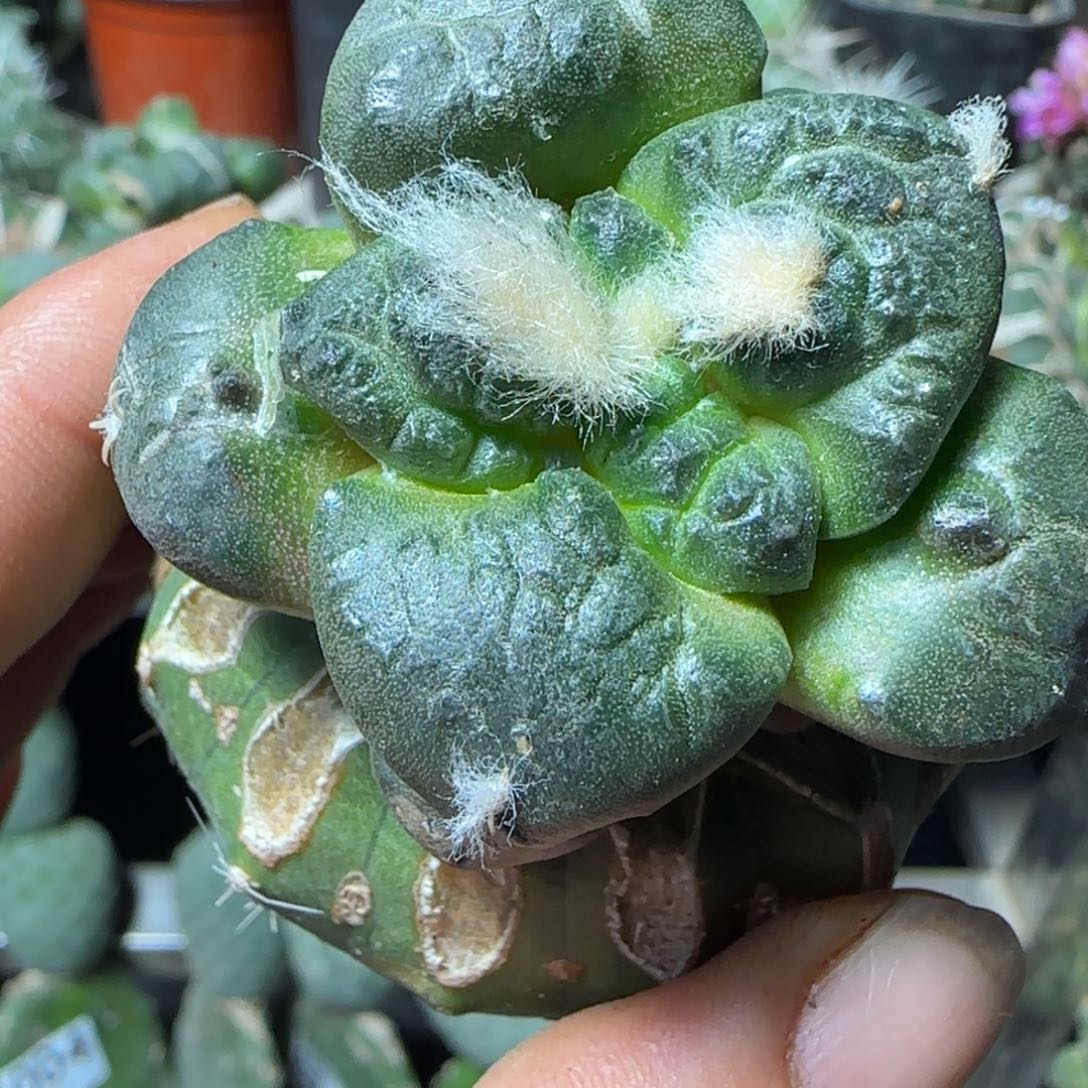 无花朵光面大尤连山361