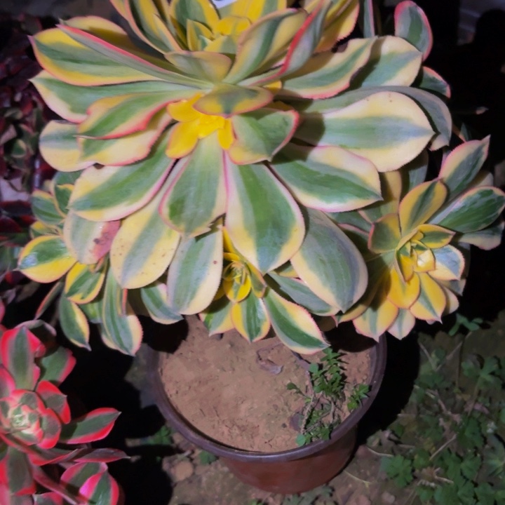 763灿烂多肉植物不售后