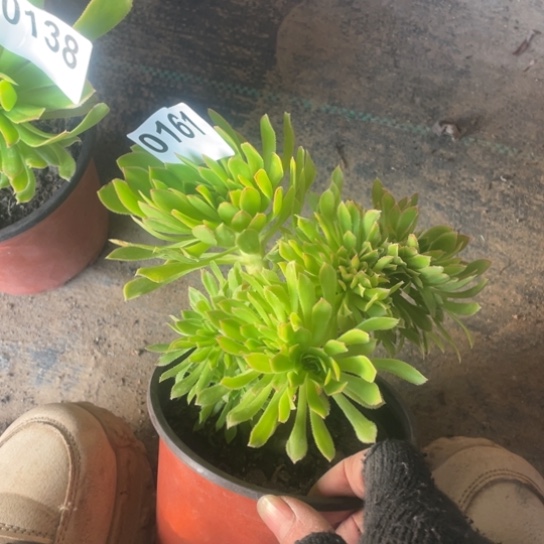 我**王多肉植物0161绿法师缀14厘米