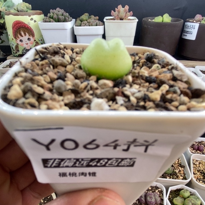 多肉一物一拍064号拉登1.8厘米左右