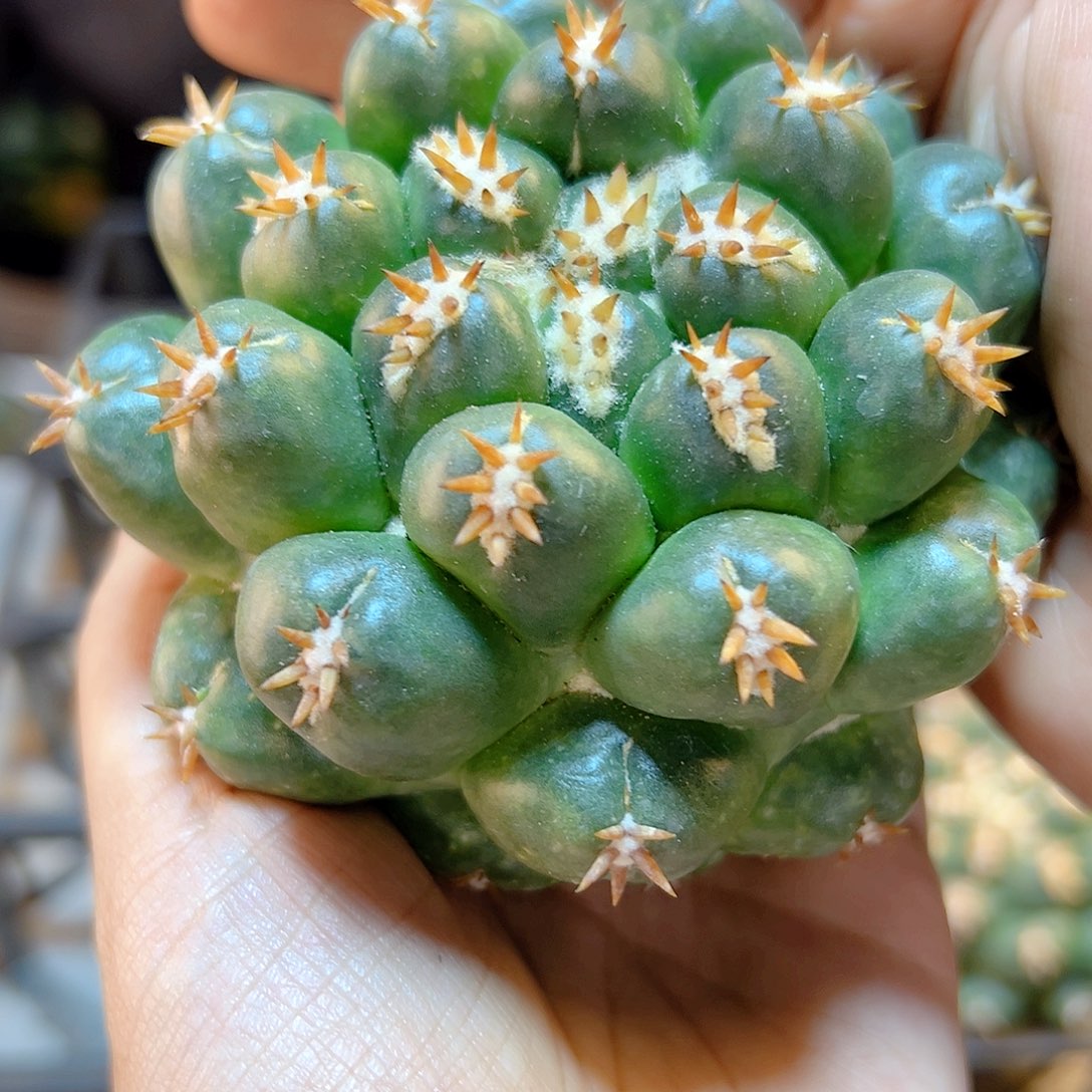 短豪刺獠牙7公分无根