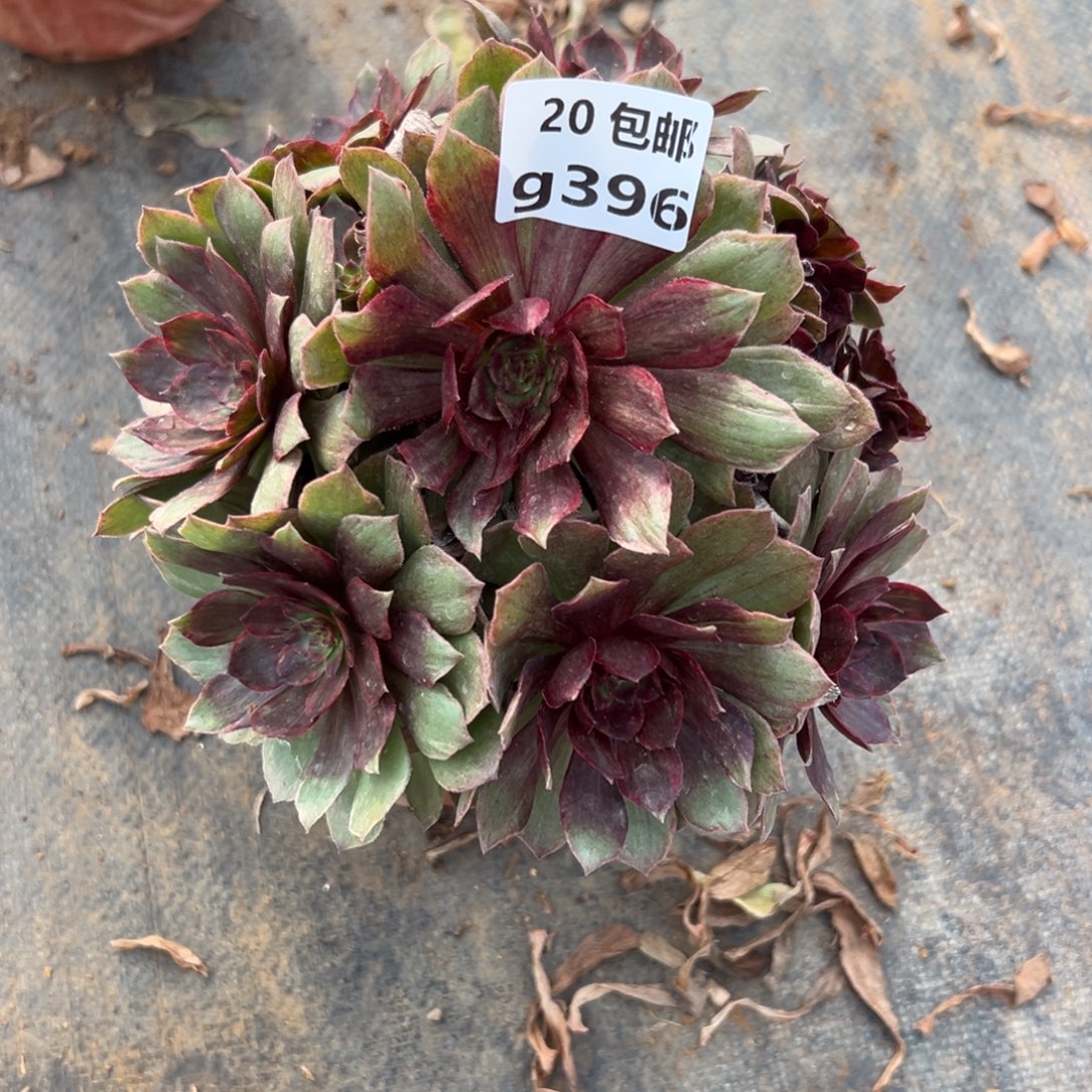 396红丝绒，满20包邮