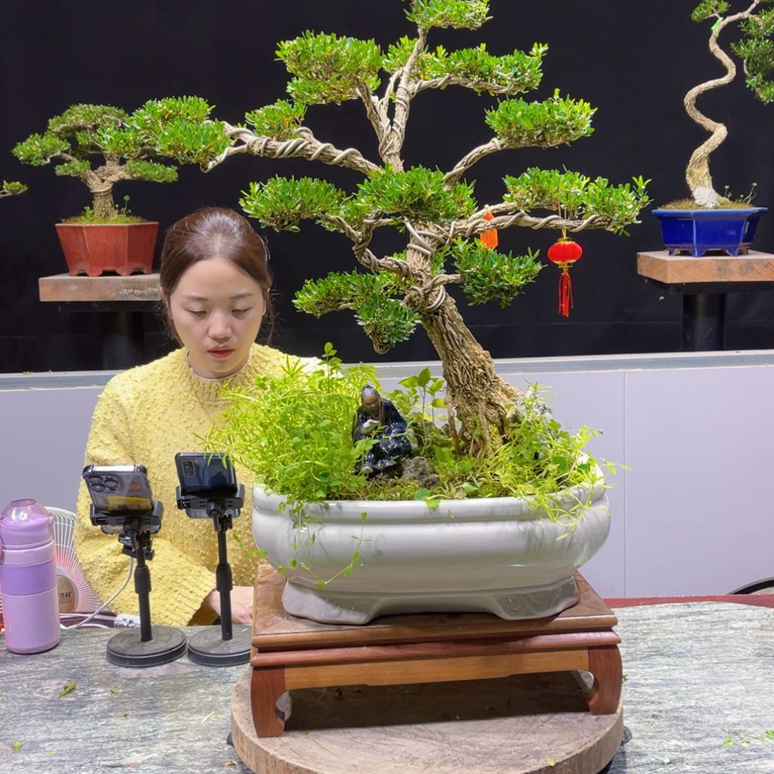 四季常青老桩黄杨盆景