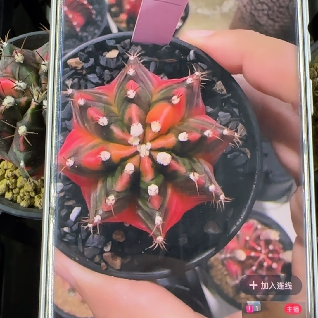 用****7361-0310泰国发货多肉实生