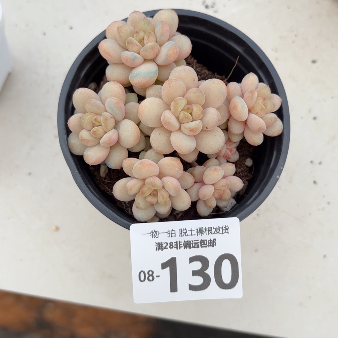 阳光玫瑰多肉多肉多肉