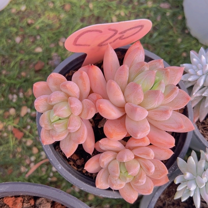 健健康康平平安安