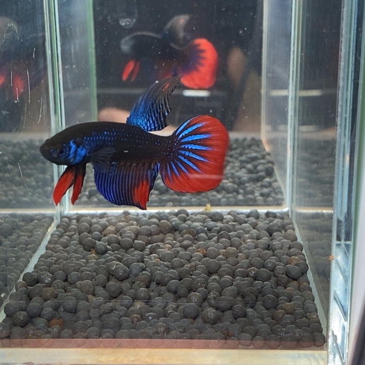 斗鱼泰国斗鱼525号