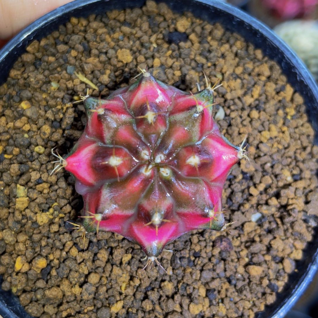 樱花穹顶0000000005