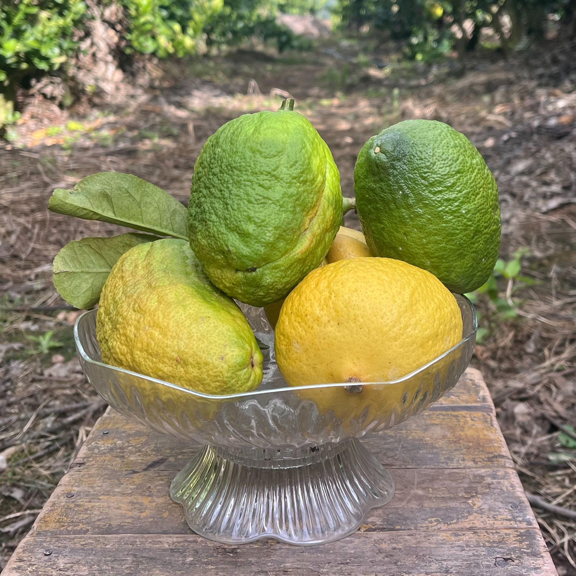 鲜切花香橼果佛手闻香摆件天然香薰卧室办公桌装饰手庞精品小果