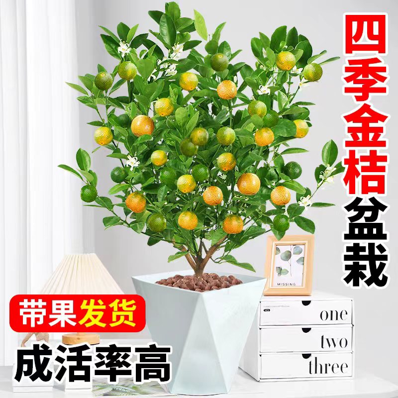 【带果发货脆皮金桔绿植盆栽四季好养培育盆好活植物