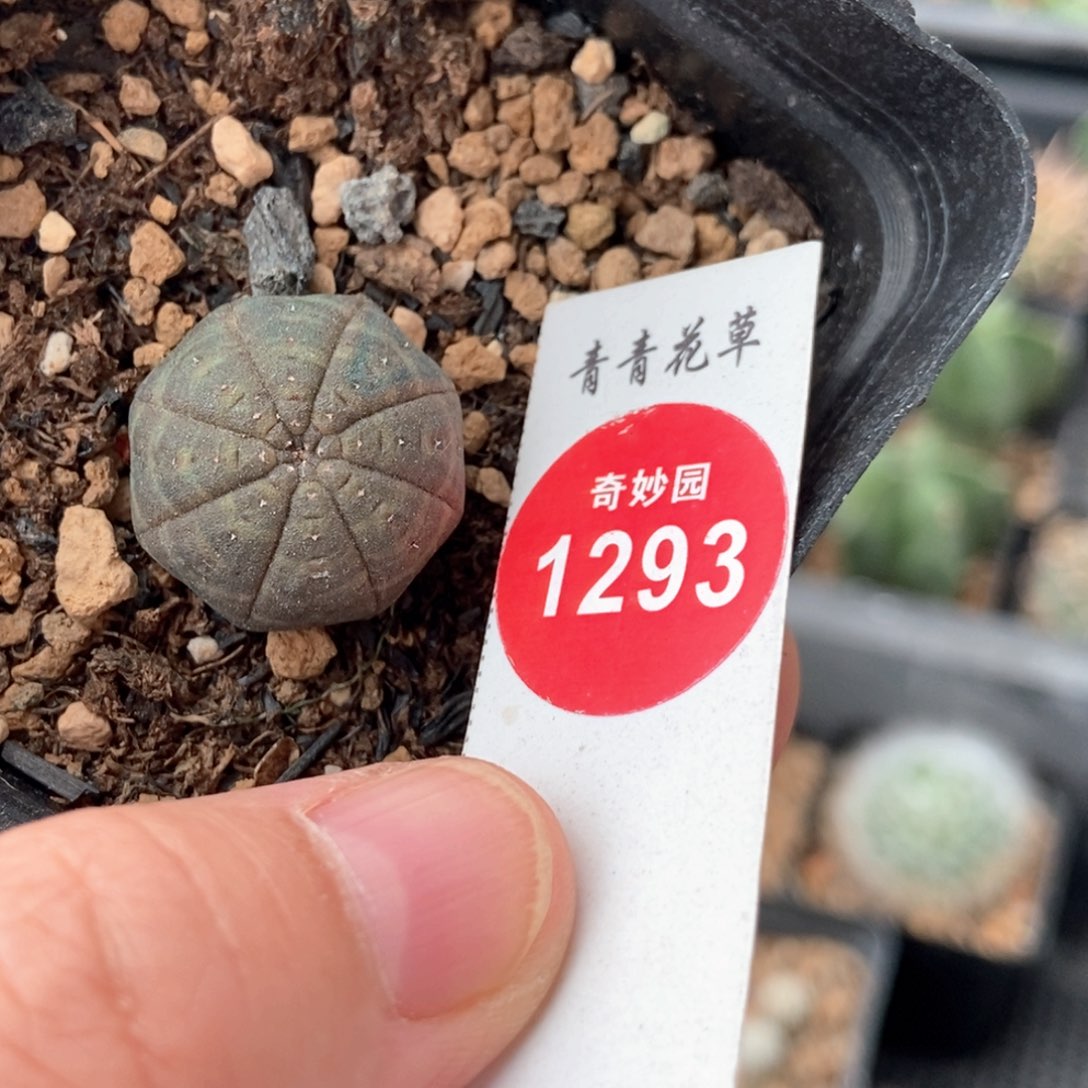 实生龟甲布纹球一棵仙人球