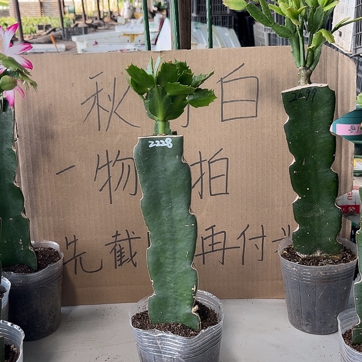 魔***使当前无花朵，栽培后可花朵2228