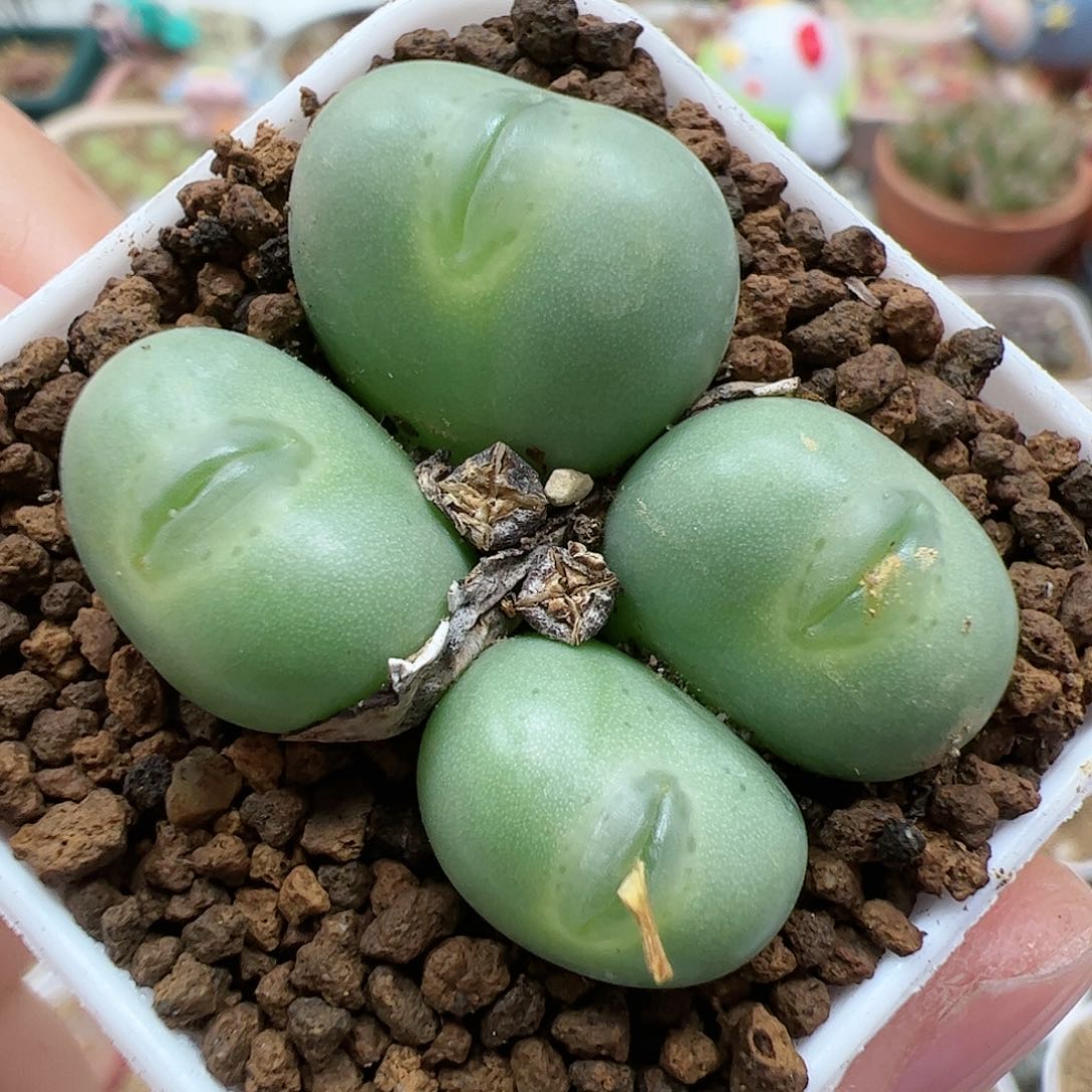 【闪购商品】139 嘟嘴拳拳